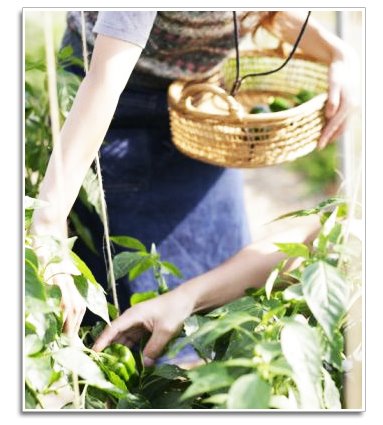 [farm_table.jpg]