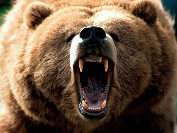 [bear.jpg]