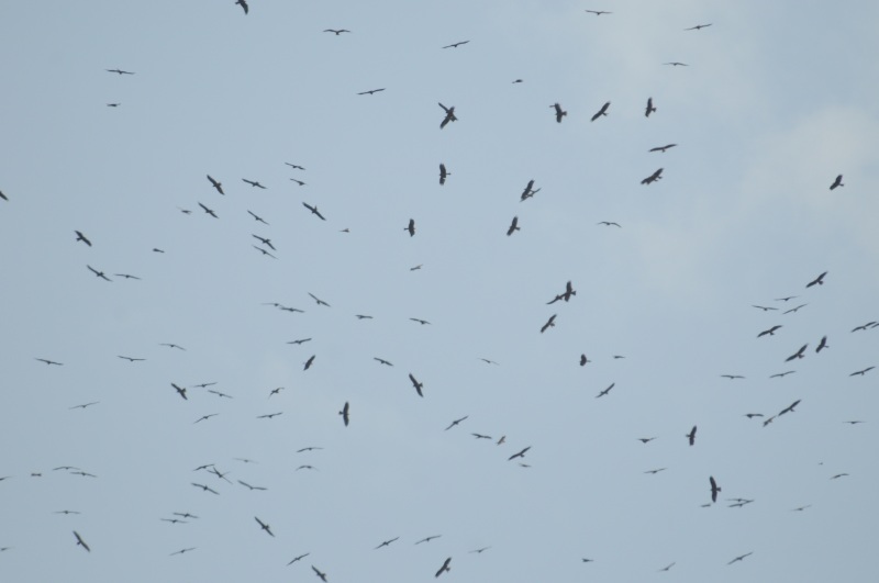 [BlackKites.jpg]