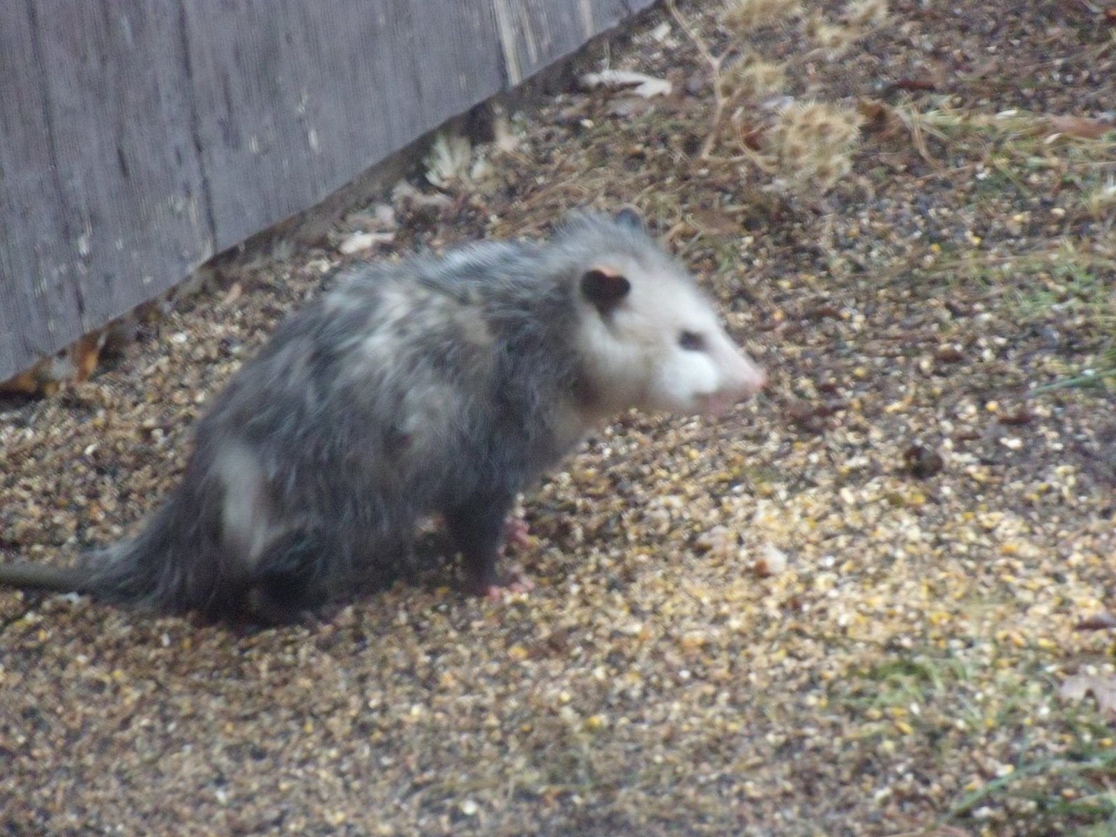 [opossum+006.jpg]