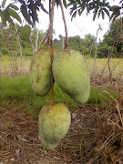 Buah Mangga