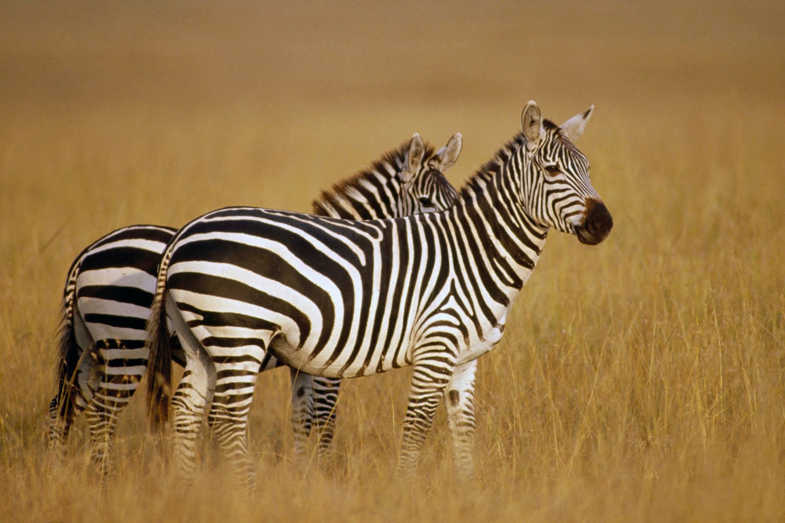 Zebra wallpapers Wallpaper Yellow