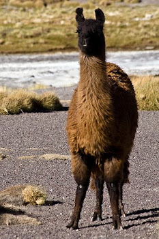 Llama