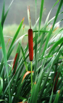 Flora del Lago Titicaca