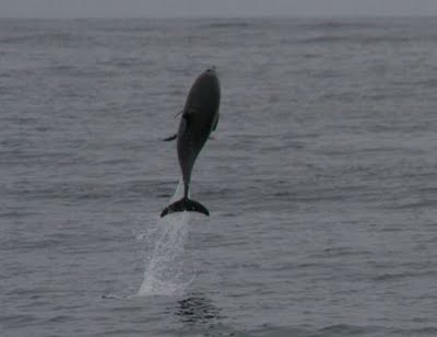 [dolphin.jpg]