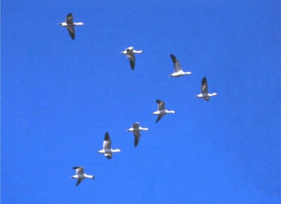 [snow+geese.jpg]