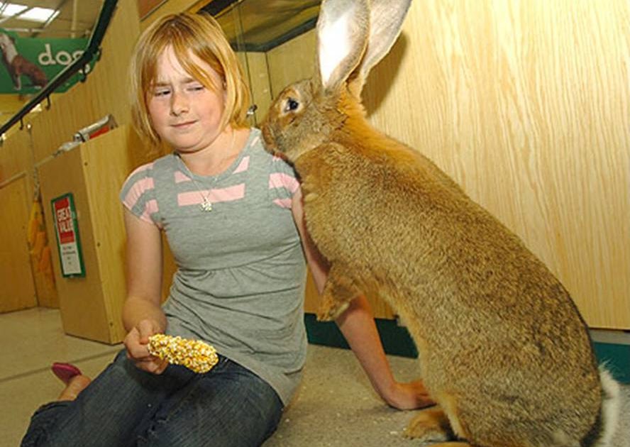 ! RABBIT IN THE WEB ! How to Communicate with a Rabbit