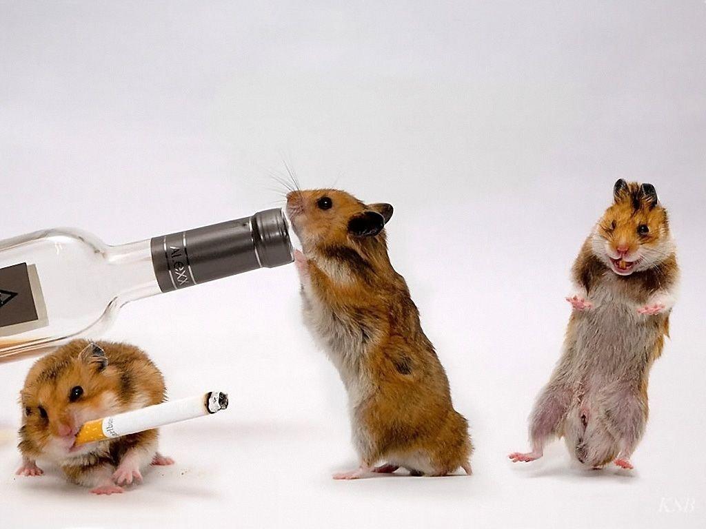 animals-pictures-rats-we-too-party.jpg