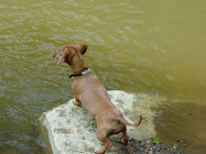 Harley Loves to Camp!