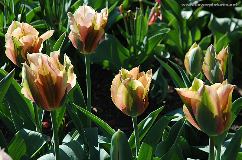 [Tulip+flowers22.jpg]