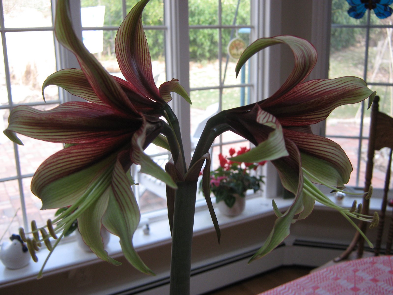 [garden+3.09+004.jpg]