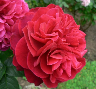 23+ Tess Of The D&#039;urbervilles Rose Erfahrungen Images