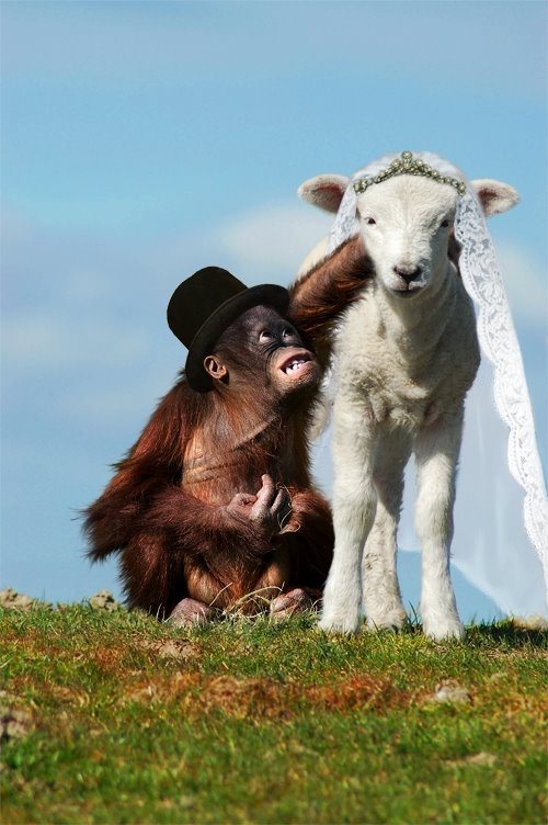 [animal+romance_465382b4c2cea.jpg]