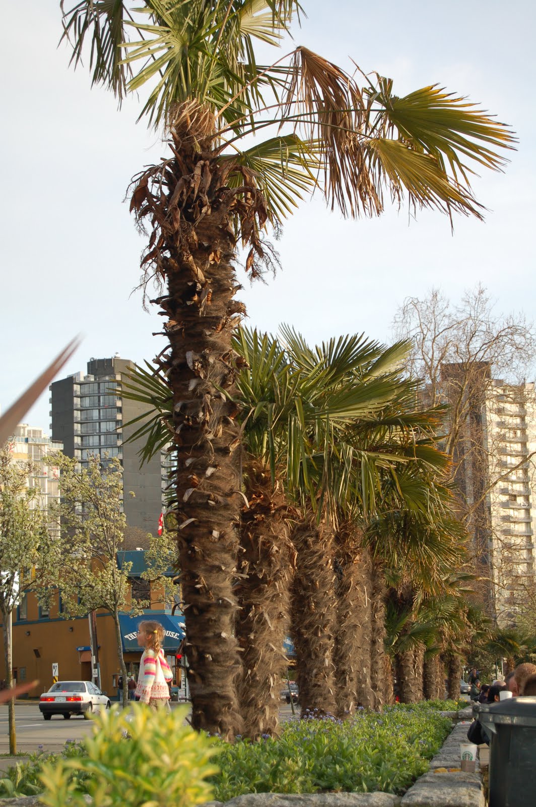 Vancouver Daily Photo March 2010