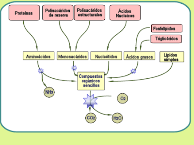 Principales rutas metabolicas y anabolicas
