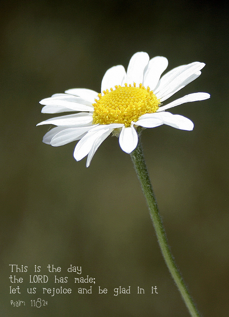 Daisies This is the Day the Lord has Made | Grateful Prayer | Thankful