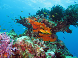 Thailand Underwater Photography
