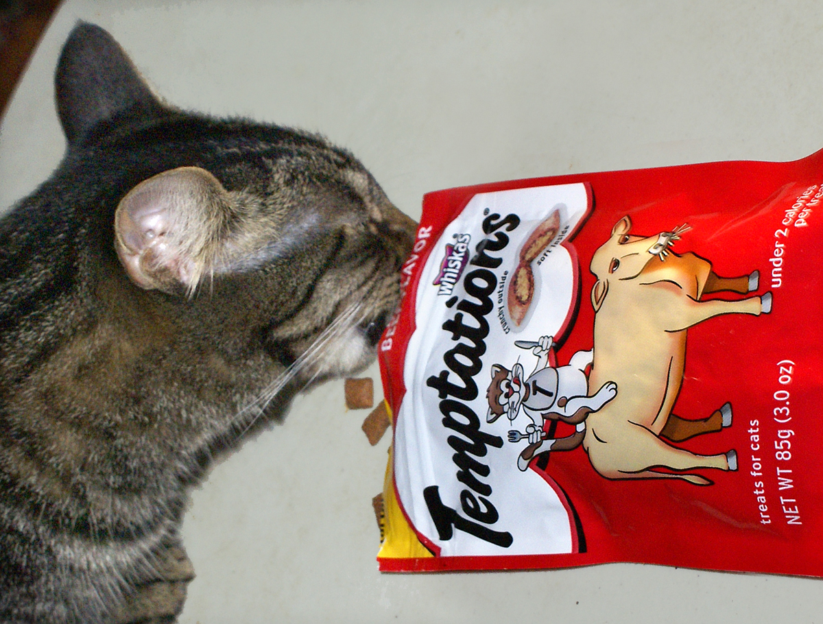Cat Temptations
