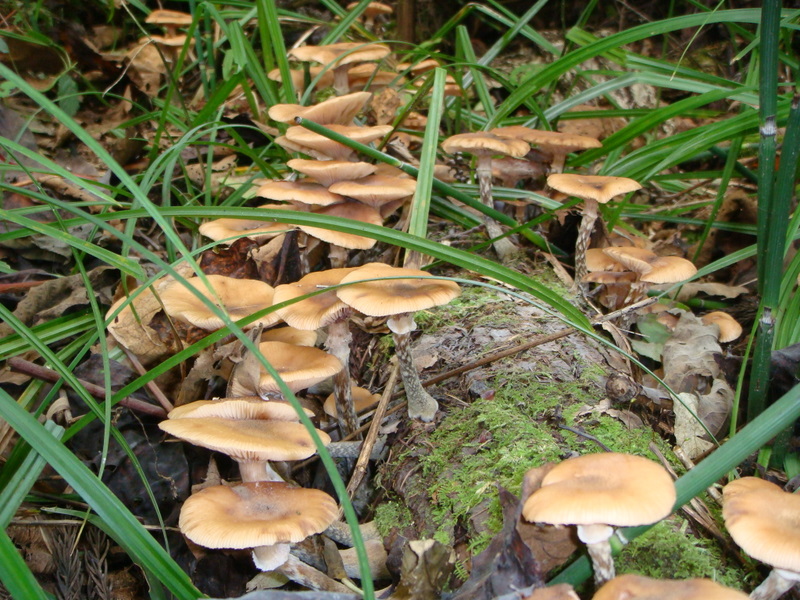 もりのつち ナラタケ ぼりぼり