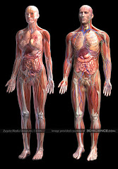 Human Grey Anatomy