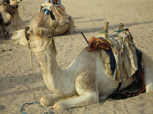 [single+camel.jpg]