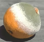 [florida_orange.jpg]