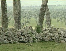 http://2.bp.blogspot.com/_wWtMILOW7iE/S-BM3-rYCFI/AAAAAAAAALE/SgAODW3fkoM/s1600/Corral_de_palmas+e+piedra+camino+de+los+indios_Majol+-+c.jpg