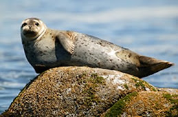 Harbor Seal