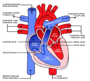 Arrhythmia (Irregular Heartbeat) Treatments: Fetal Circulation