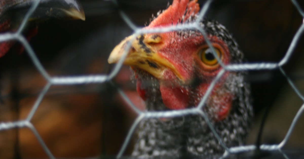 Chicken Make Lousy Housepet Telegraph