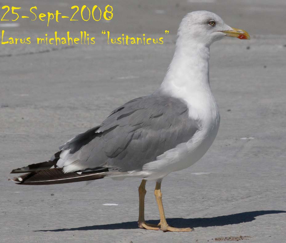 [IMG_9774+copia.jpg]