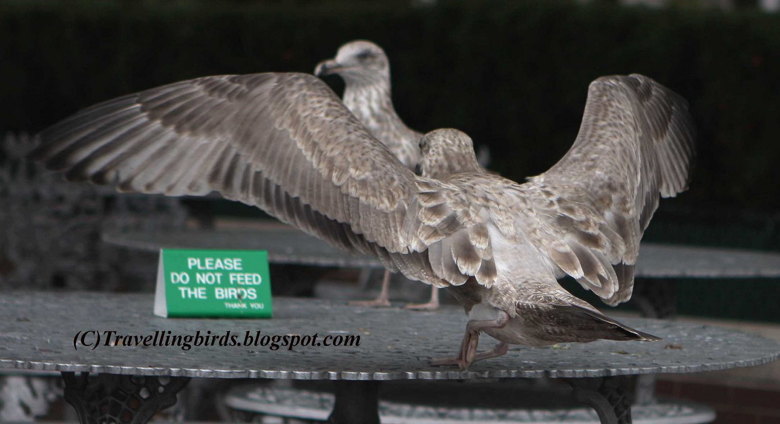 [Larus+smithsonianus9.JPG]