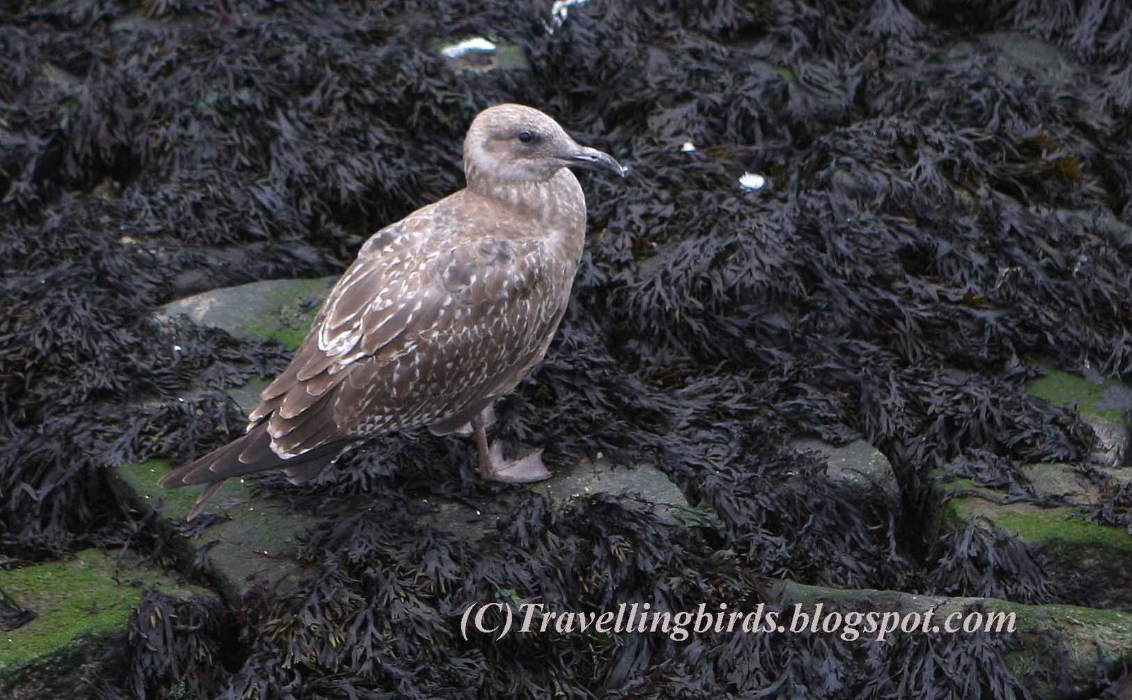 [Larus+smithsonianus3.JPG]