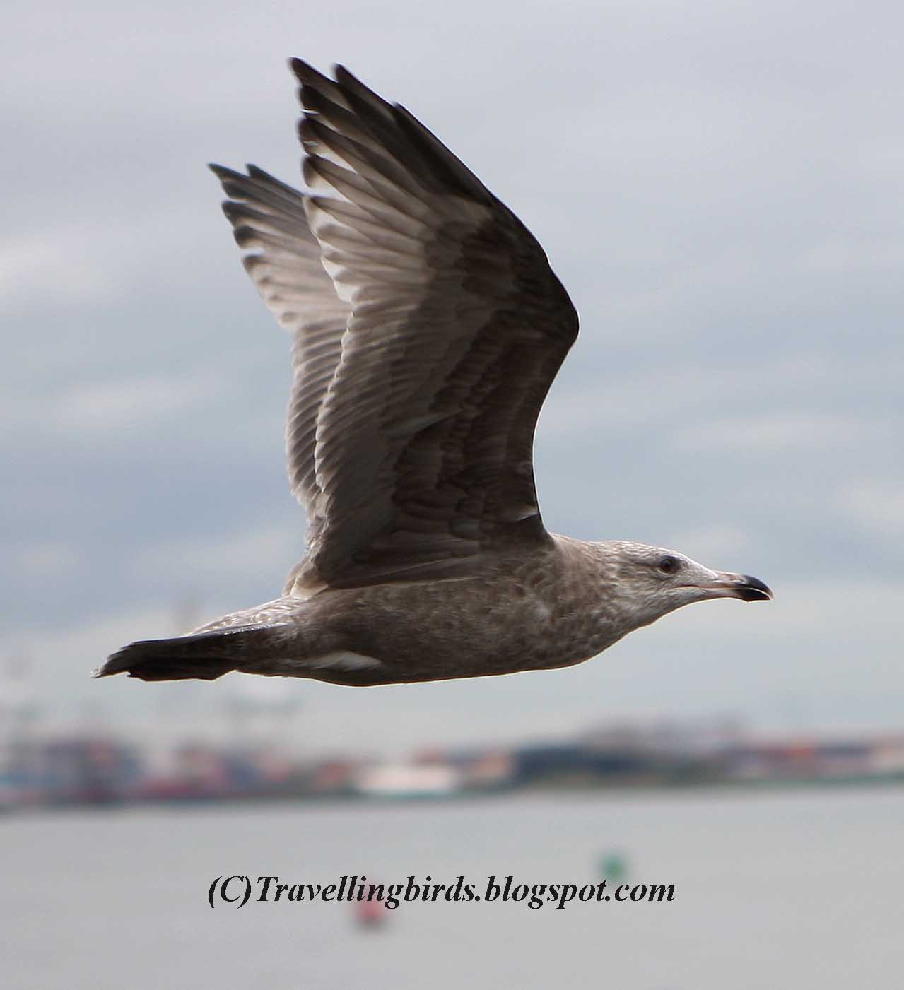 [Larus+smithsonianus1.JPG]