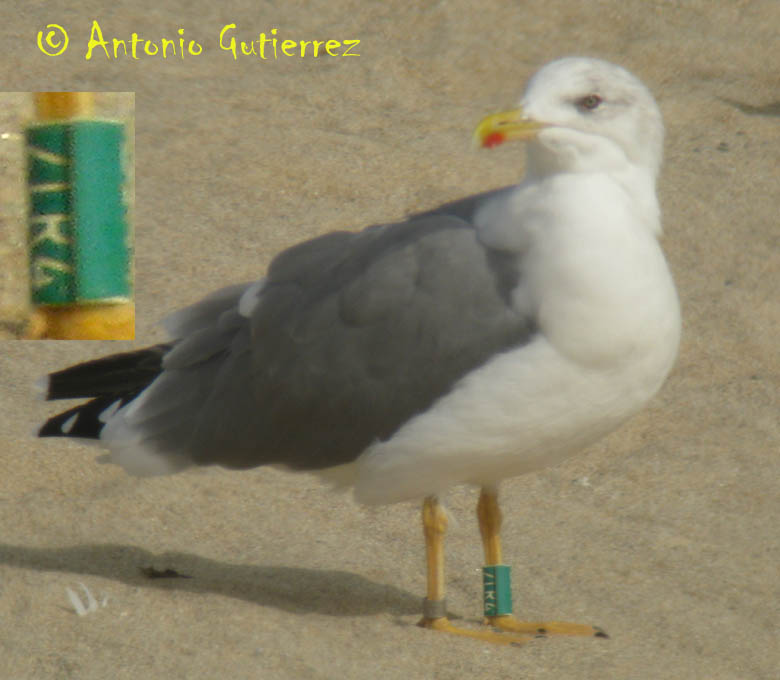 [IMG_6311+copia.jpg]