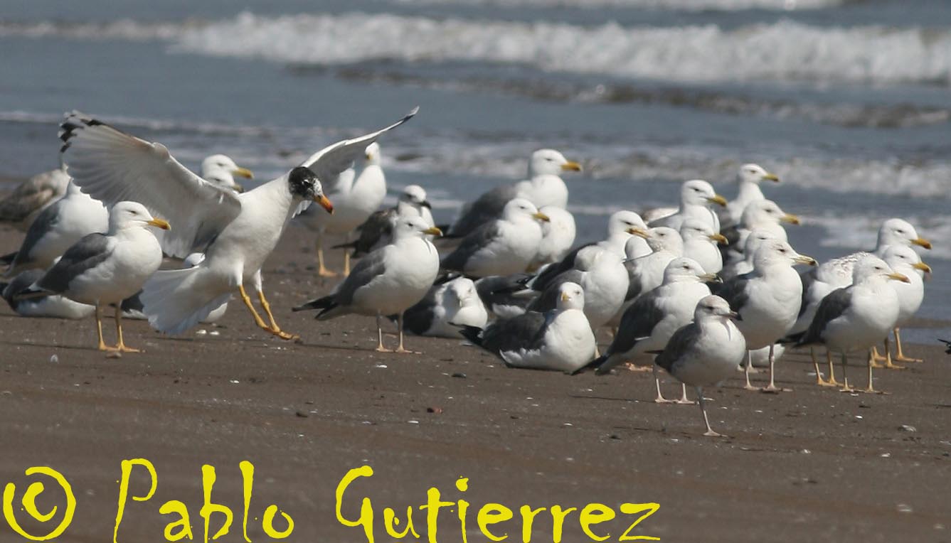 [Larus+spp11+copia.jpg]