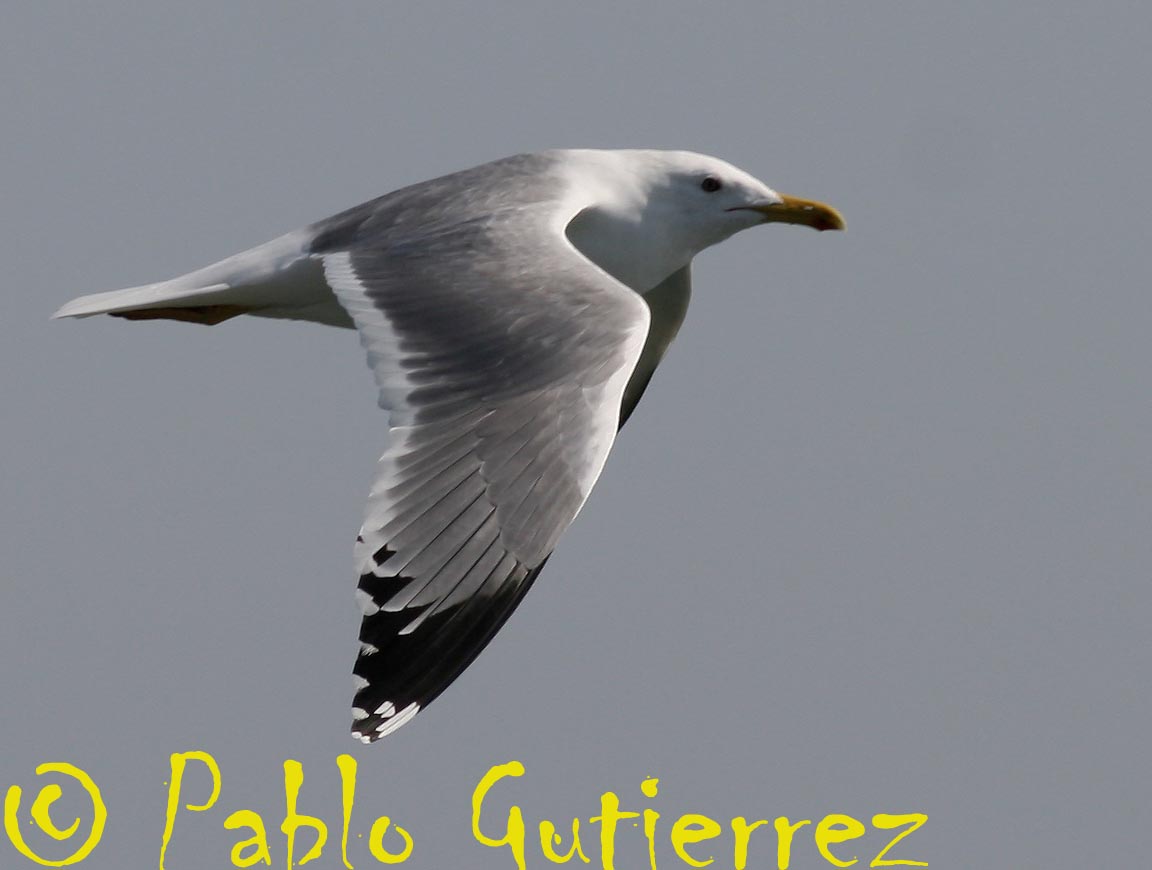 [Larus+spp26+copia.jpg]