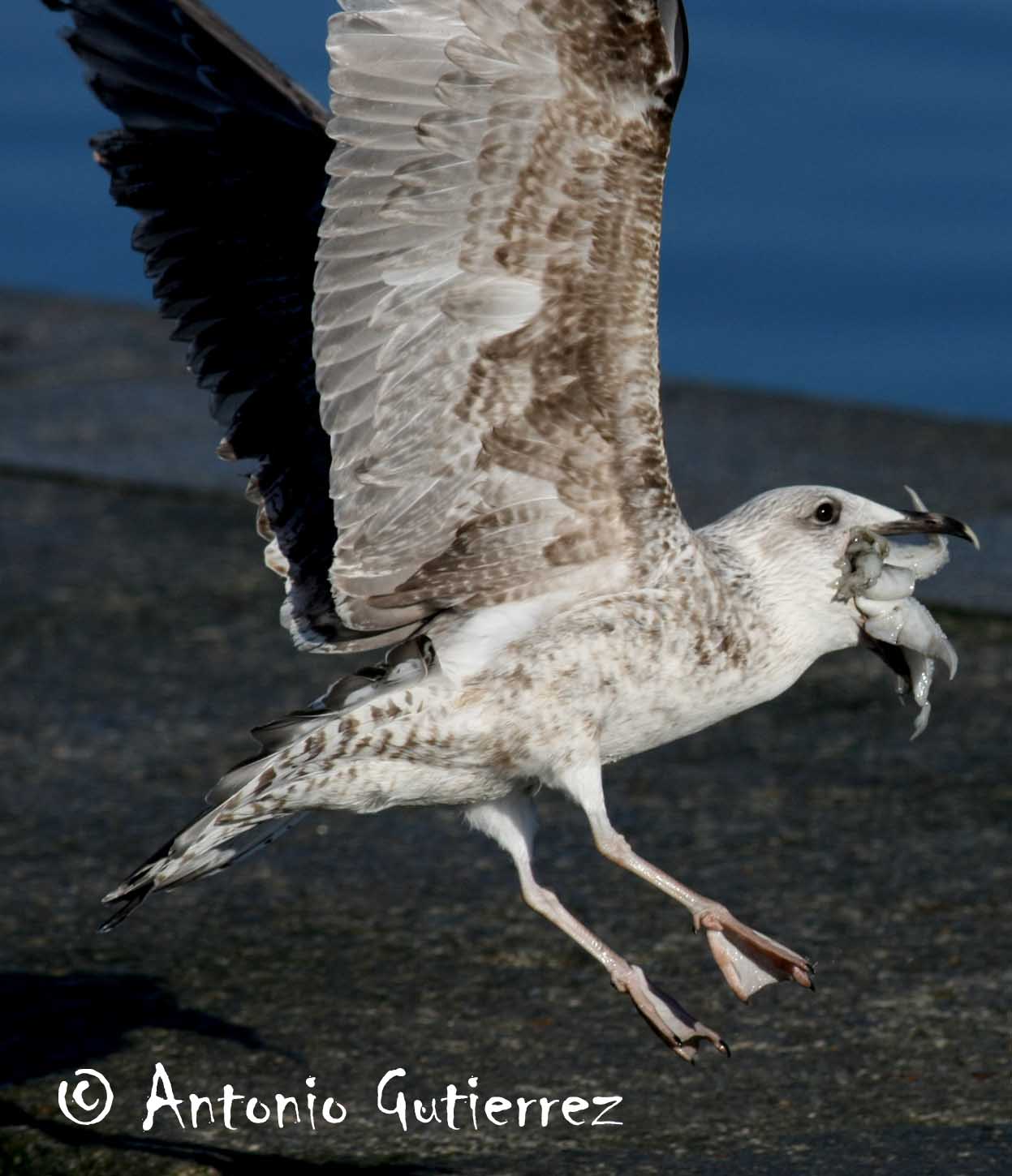 [IMG_8564+copia.jpg]