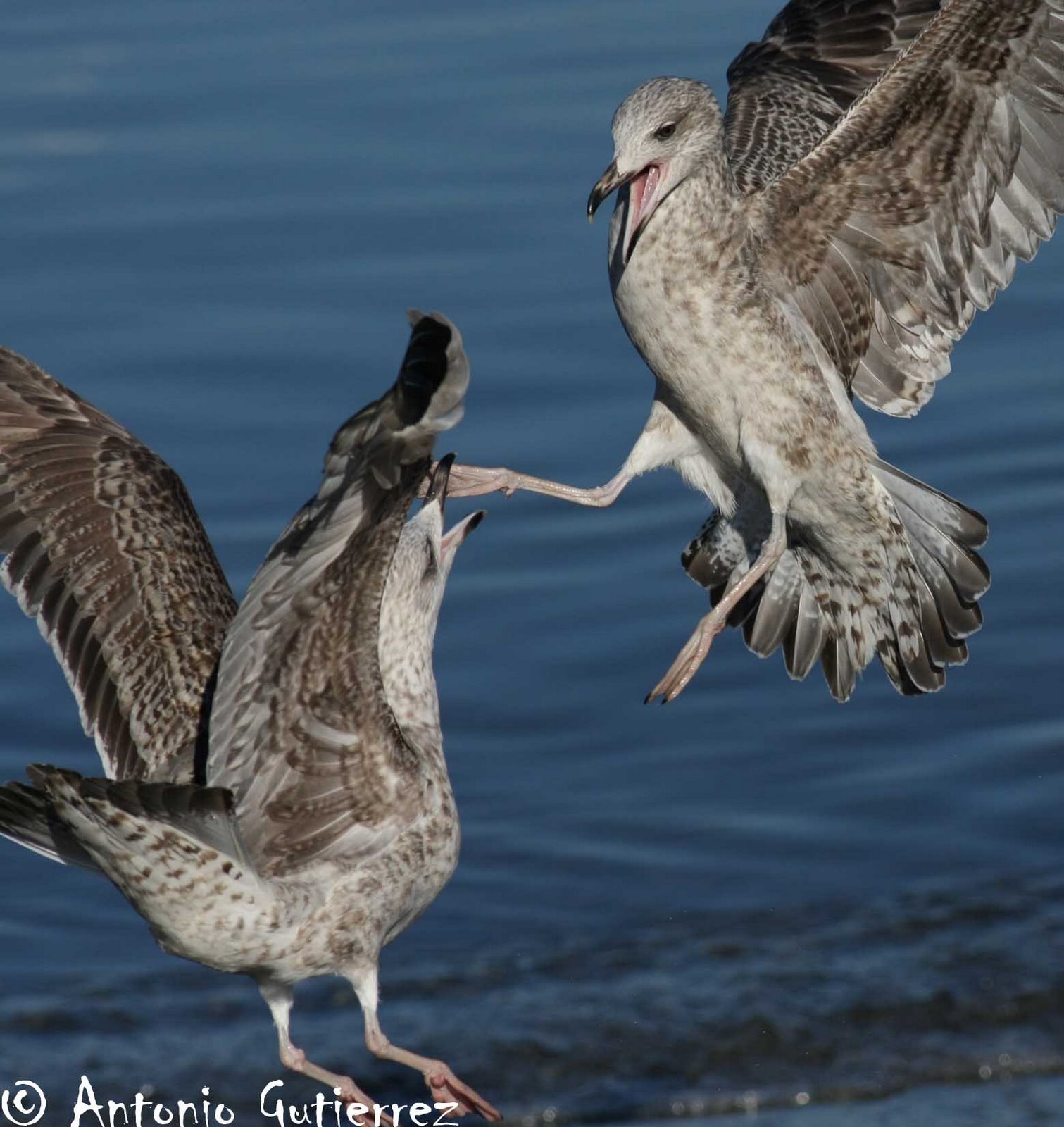 [IMG_8567+copia.jpg]