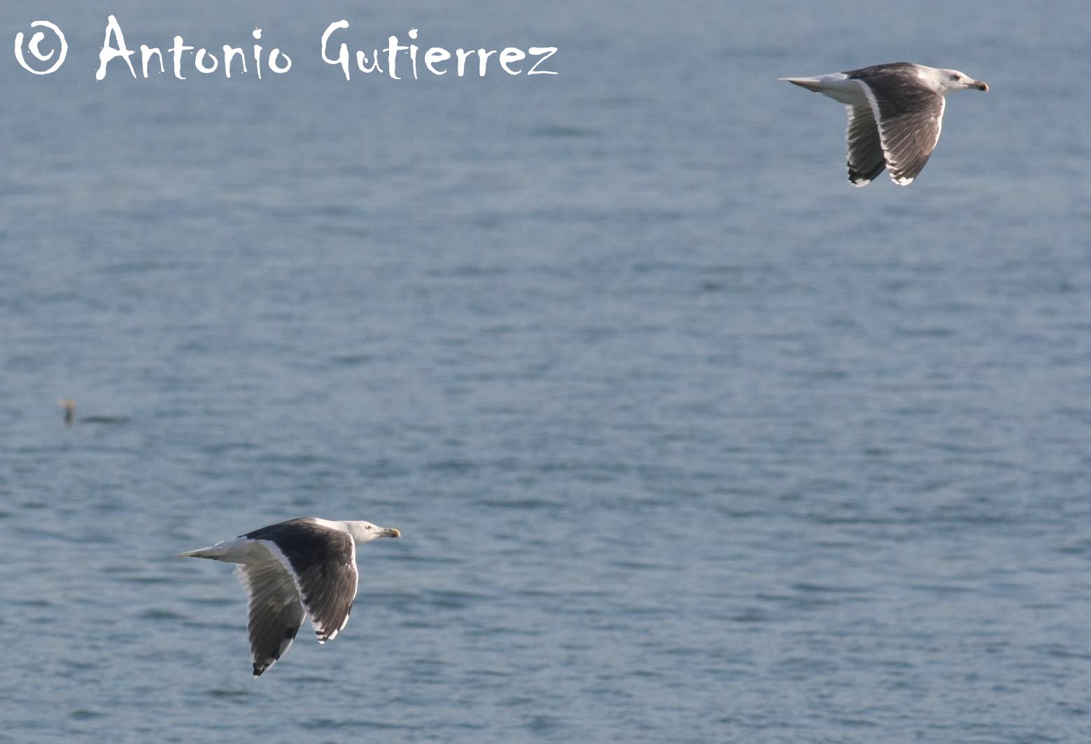 [IMG_8852+copia.jpg]
