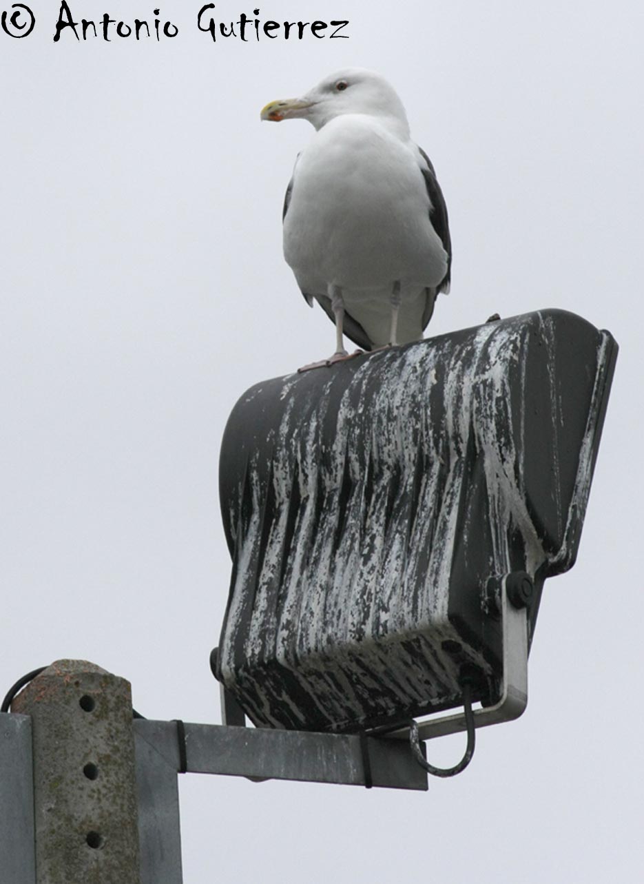 [IMG_0972+copia.jpg]