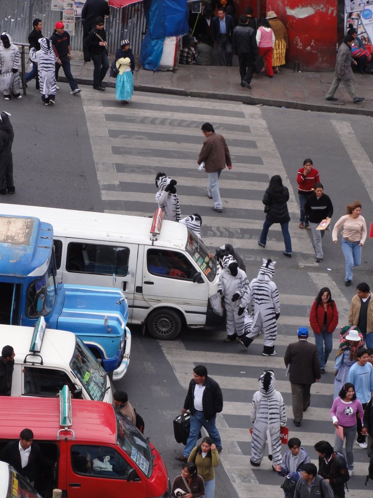 From Guaguas to Colectivos Zebra sightings in....La Paz, Bolivia?