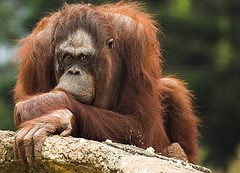 Orangutan