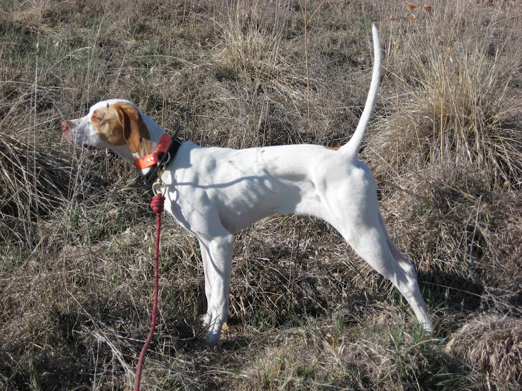 Grand Daughter of Elhew Swami & Rock Acre Blackhawk