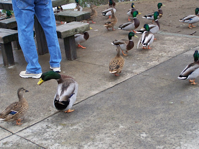 Parros hard at work, but Ducks still falter – Orange County Register