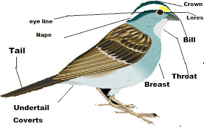 oc birder girl parts of a bird