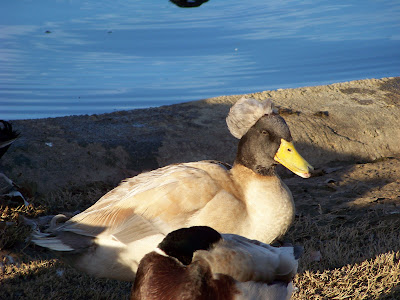 Ducks of Orange County — icethetics.co