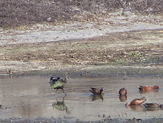 White-faced Ibis, Cinnamon Teal and Other Ducks