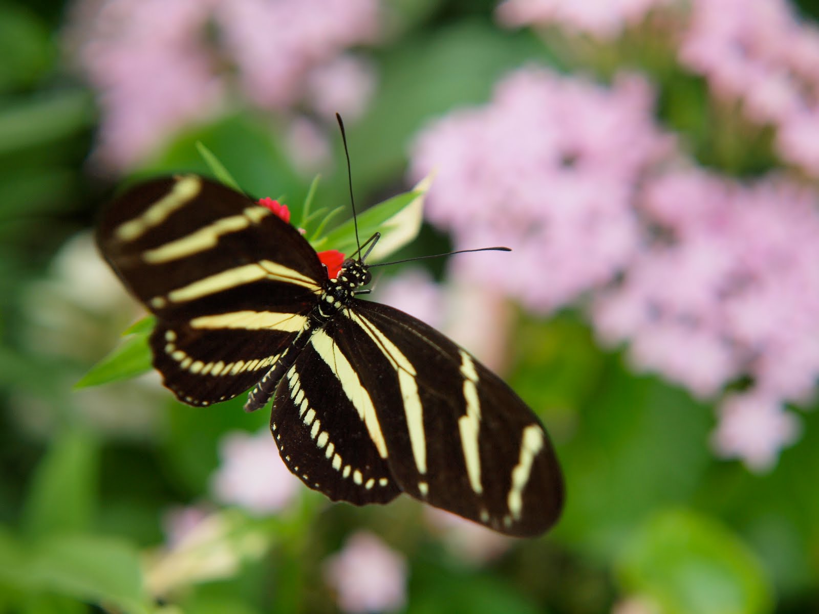 Clark Street Blog Japanese Butterflies at the Krohn