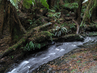 Madsens Track Nature Walk Melba Gully Great Otway National Park Lavers Hill Victoria Madsens Track Nature Walk Melba Gully Great Otway National Park Lavers Hill Victoria